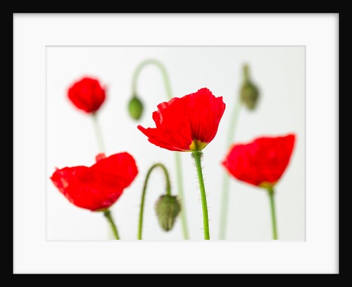 Poppy flowers and buds by Assaf Frank